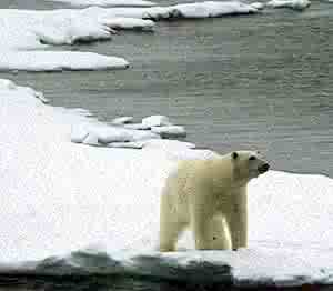 BEAR ON MELTING ICE bear on melting ice.jpg