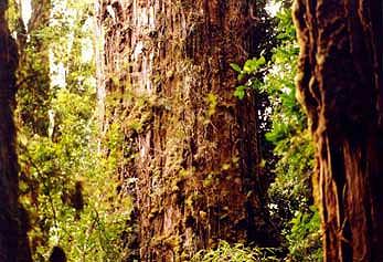 Alerce trees in Chile.jpg