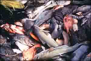 bycatch.jpg