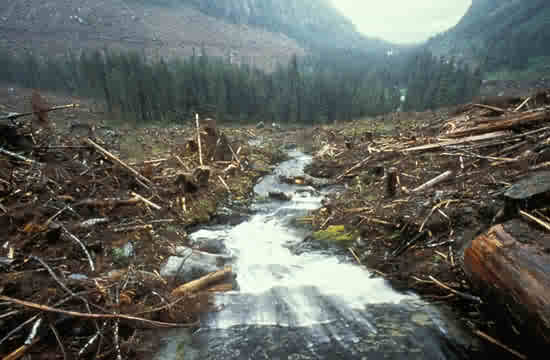 clear_cut_550.jpg