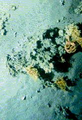coral dead.jpg